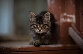 ¿Cuánto tiempo puede pasar un gato sin orinar?