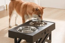 ¿Los perros prefieren comida fría o caliente?