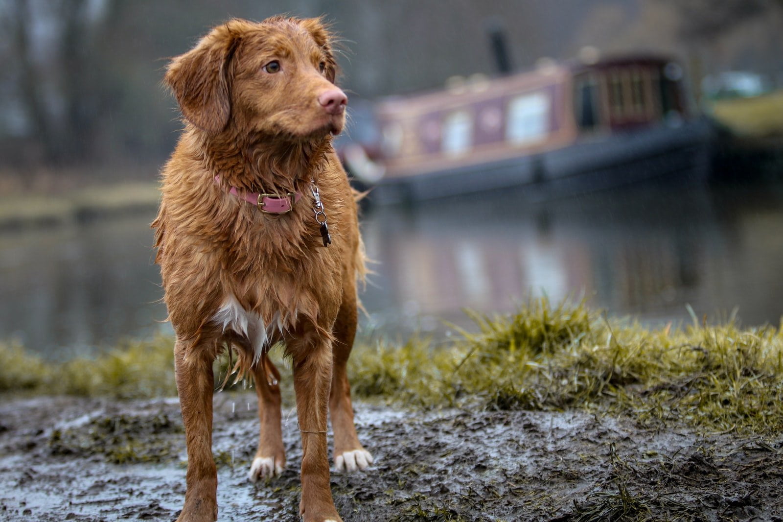 ¿Pasear a un perro bajo la lluvia es una buena idea?