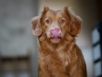¿Cómo evitar que un perro se lama una herida?