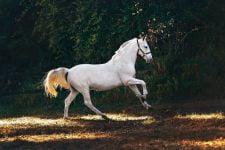 Caballo Andaluz