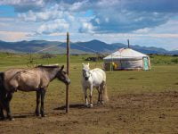 Caballo Mongol