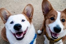¿A qué edad los cachorros pierden los dientes de leche?