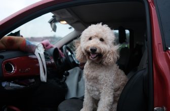 ¿Los Goldendoodles mudan de pelo? Causas, tipos de pelaje y soluciones