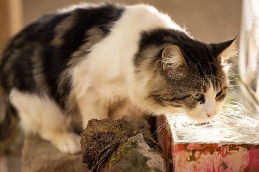 ¿Cómo mantener hidratado a tu gato si no bebe agua?