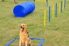 tuneles de agilidad para perros