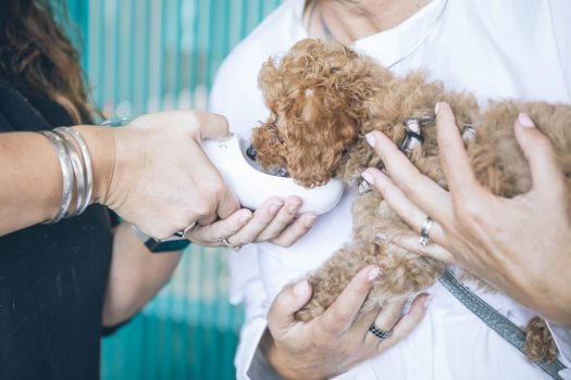 Torsión gástrica en perros: síntomas y tratamiento