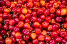 Pueden los perros comer cerezas