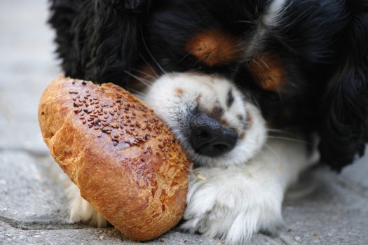 Cómo alimentar adecuadamente a tu perro