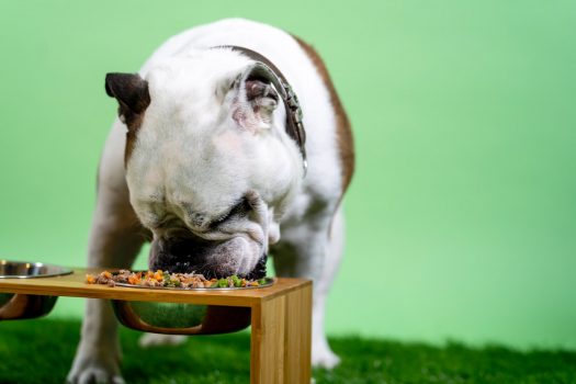 Comida seca versus húmeda para perros