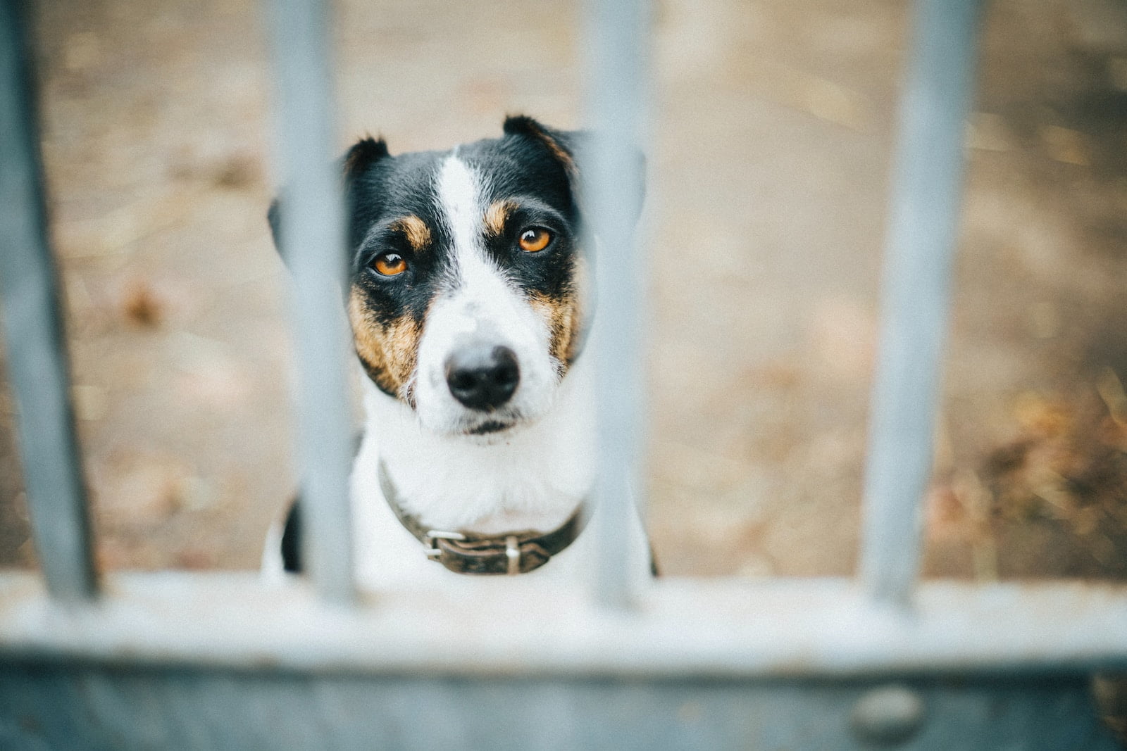 Ansiedad por separación en perros: causas y tratamiento 1