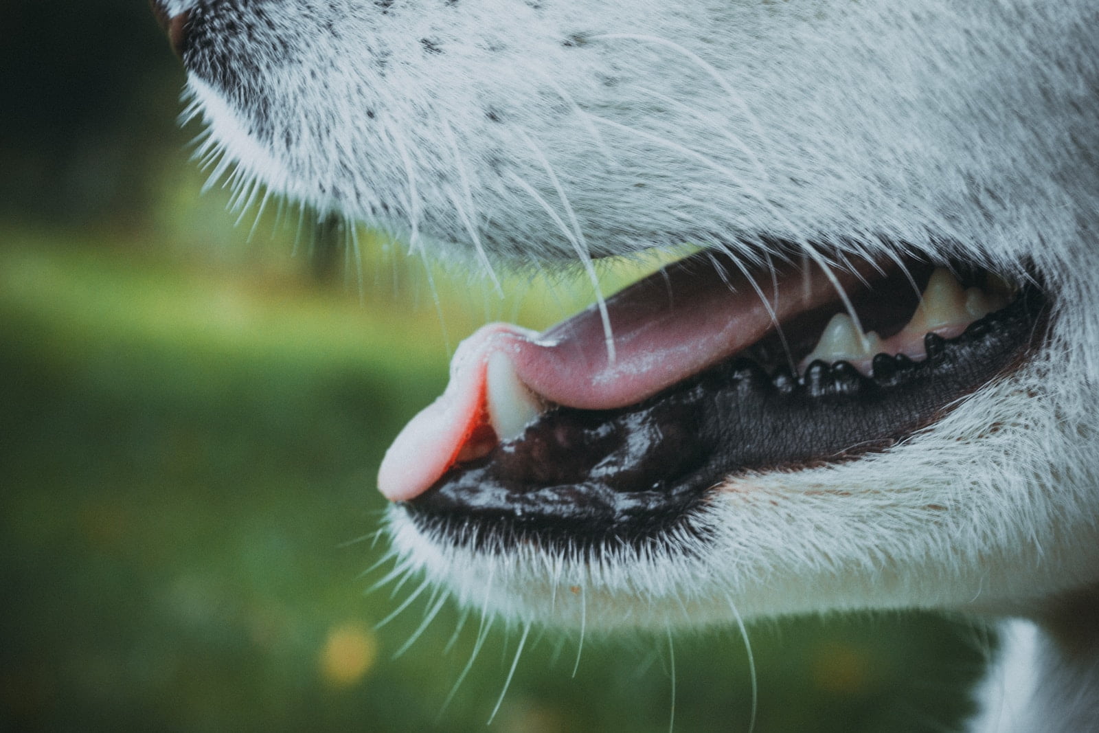 ¿Por qué los perros espuman por la boca? Todo lo que necesitas saber 1