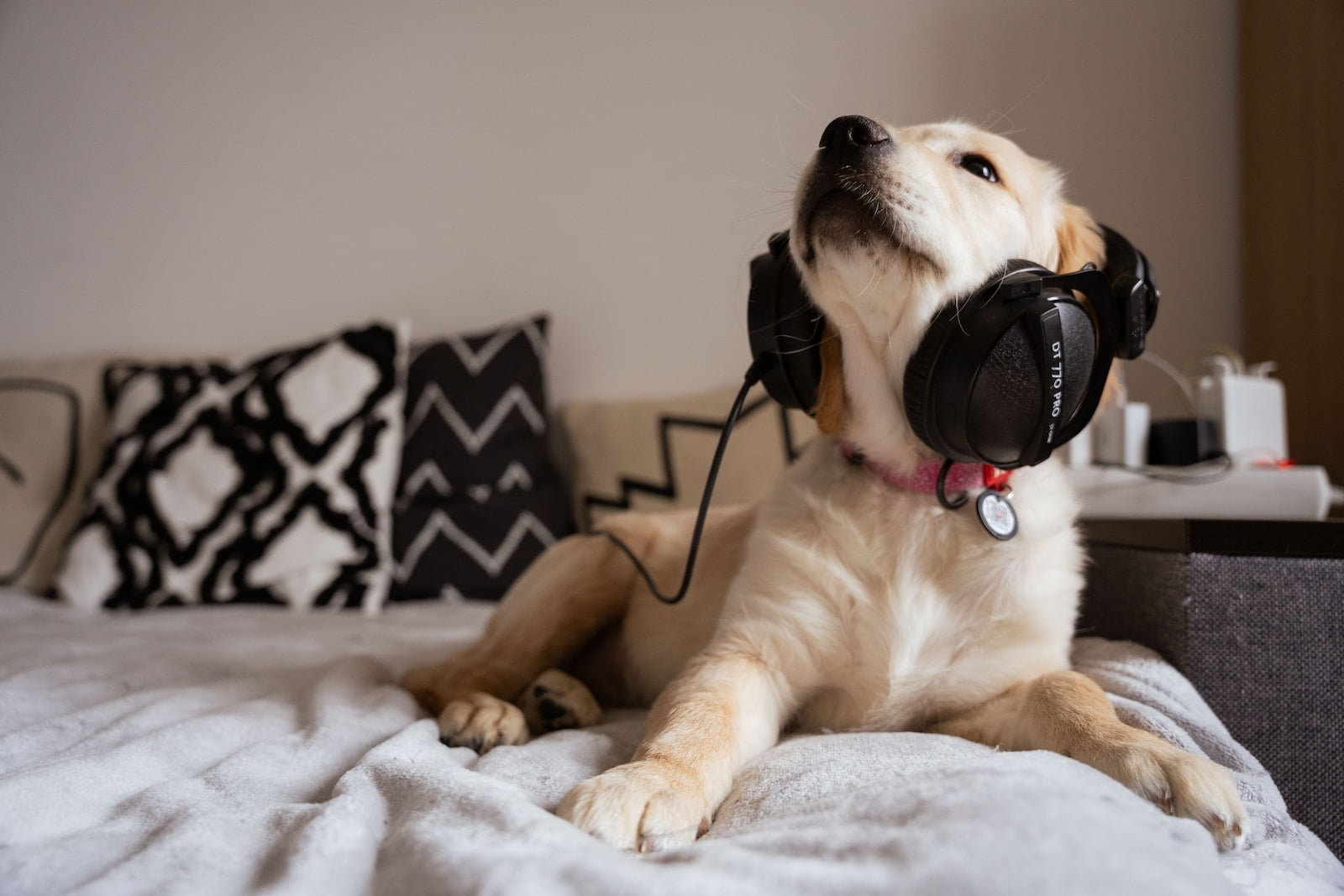 ¿Qué tipo de música les gusta a los perros? 1