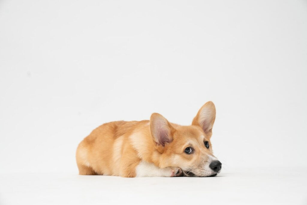 Cálculos en la vejiga del perro: 5 consejos dietéticos para su salud 2 Cálculos en la vejiga del perro: 5 consejos dietéticos para su salud