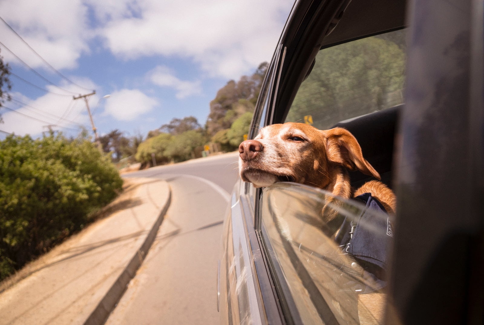 ¿Pones a tu perro en peligro? Aquí están las 10 cosas que debes evitar hacer con tu mascota durante los viajes en coche y en el día a día