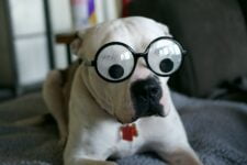 Curiosidades sobre los Pitbulls