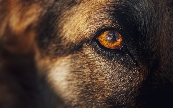 Cómo tratar los ojos rojos en perros: causas y posibles tratamientos
