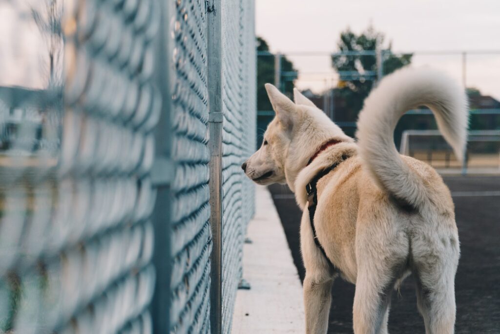 Problemas comunes de los perros de refugio en cuanto a su comportamiento