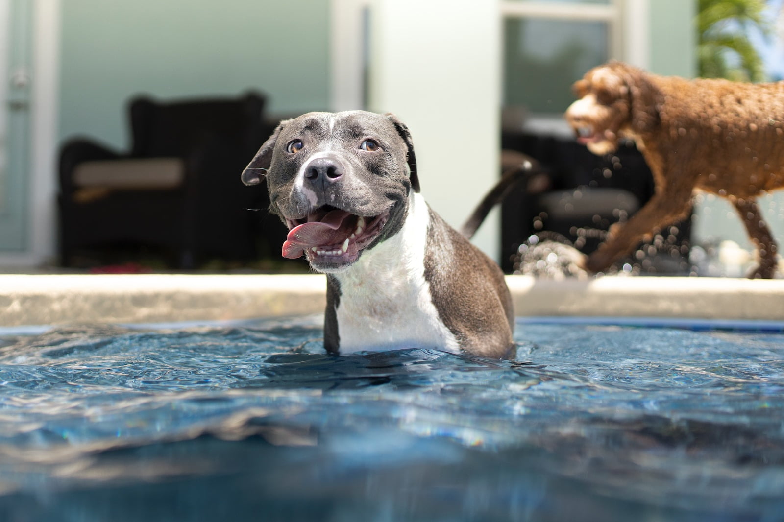 ¿Los pitbulls son buenos nadadores? Guía para enseñar a tu perro a nadar y disfrutar del agua 1