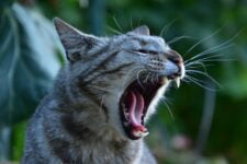 ¿Qué es el caterwauling y por qué lo hacen los gatos?