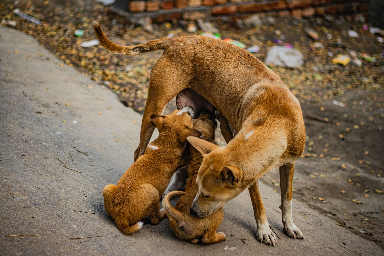 Cáncer de mama en perros