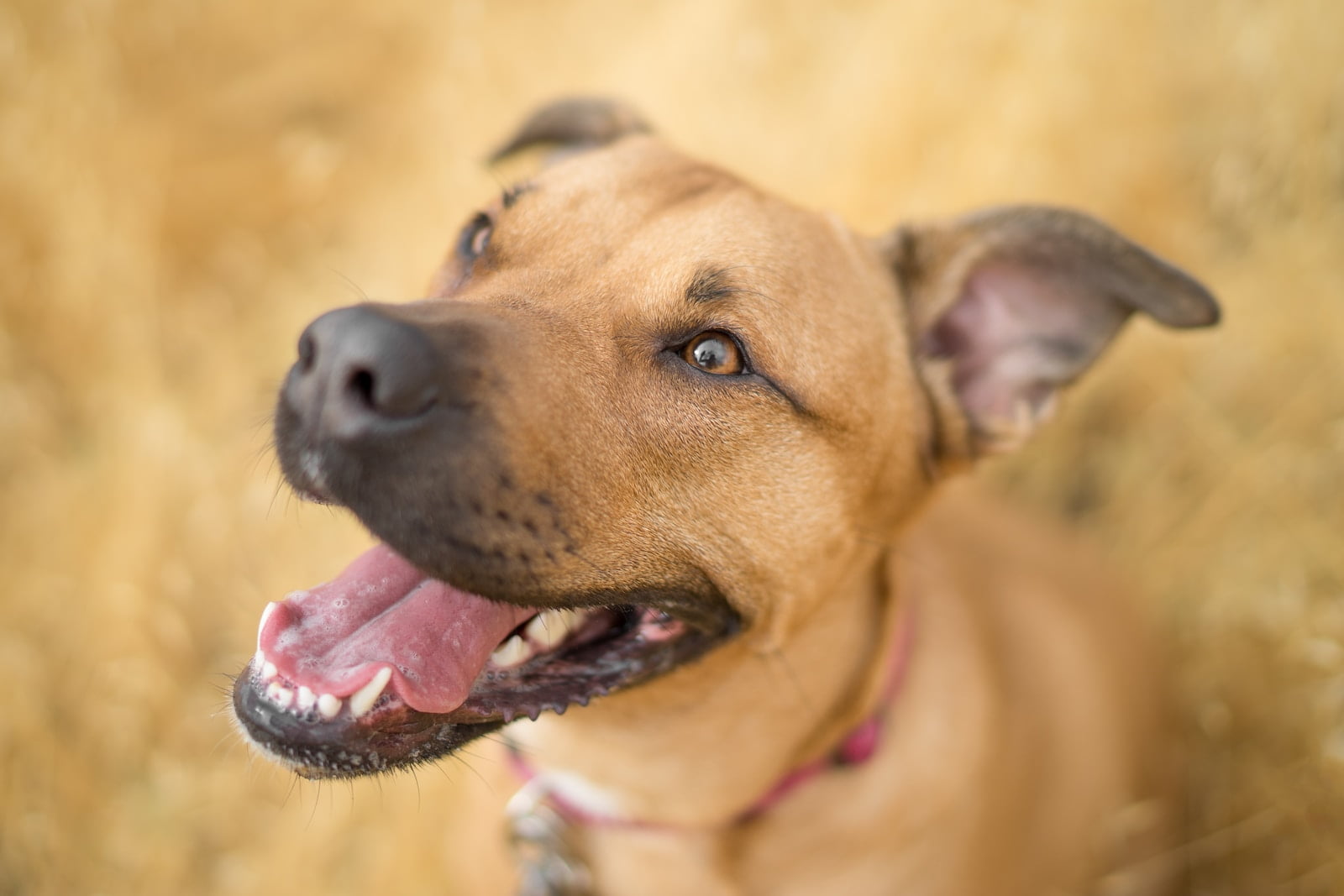 Salud oral del perro: ¿Por qué es tan importante? 1