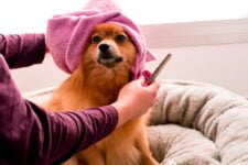 ¿Por qué los perros se vuelven locos después de un baño?