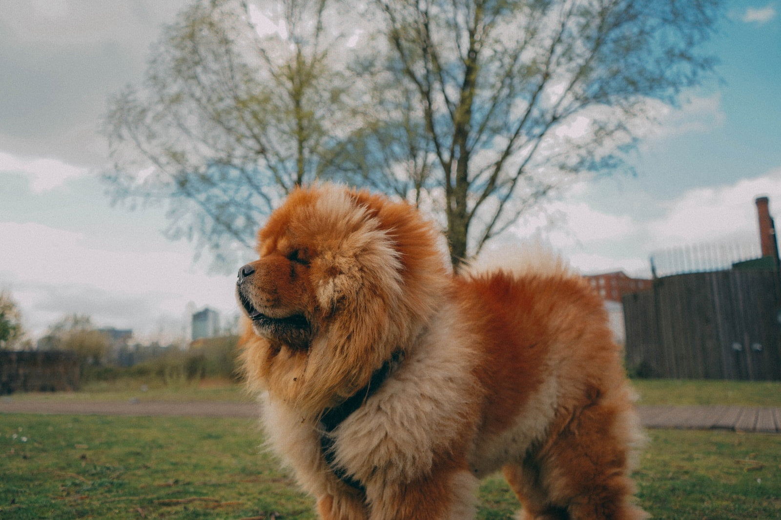 Chow Chow: Información Sobre La Raza, Características Y Datos