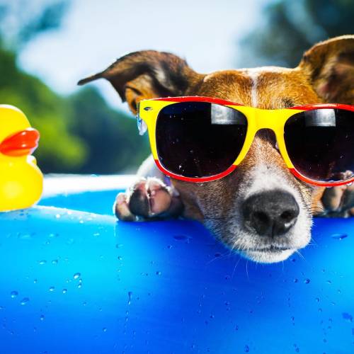 Para mascotas <i class="rhicon rhi-arrow-circle-right floatright"></i>