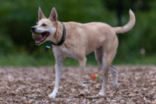 Perro de Carolina