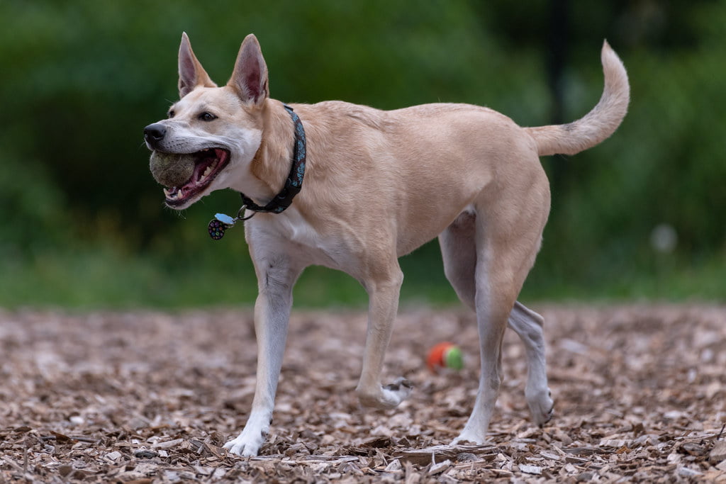 el perro de carolina puede ser negro