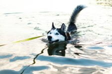 Husky siberiano