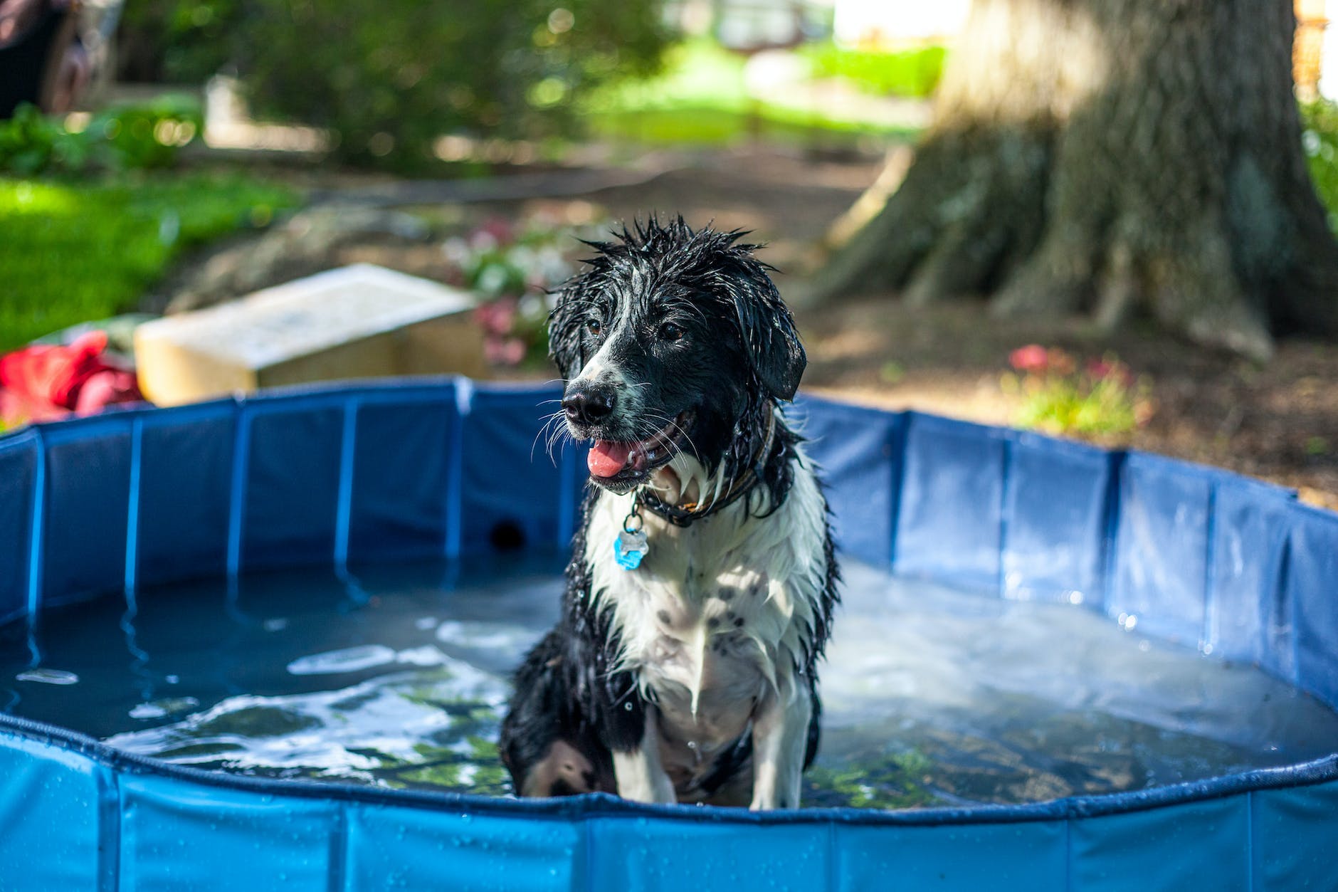 Mejores piscinas para perros - a wet dog in a pool