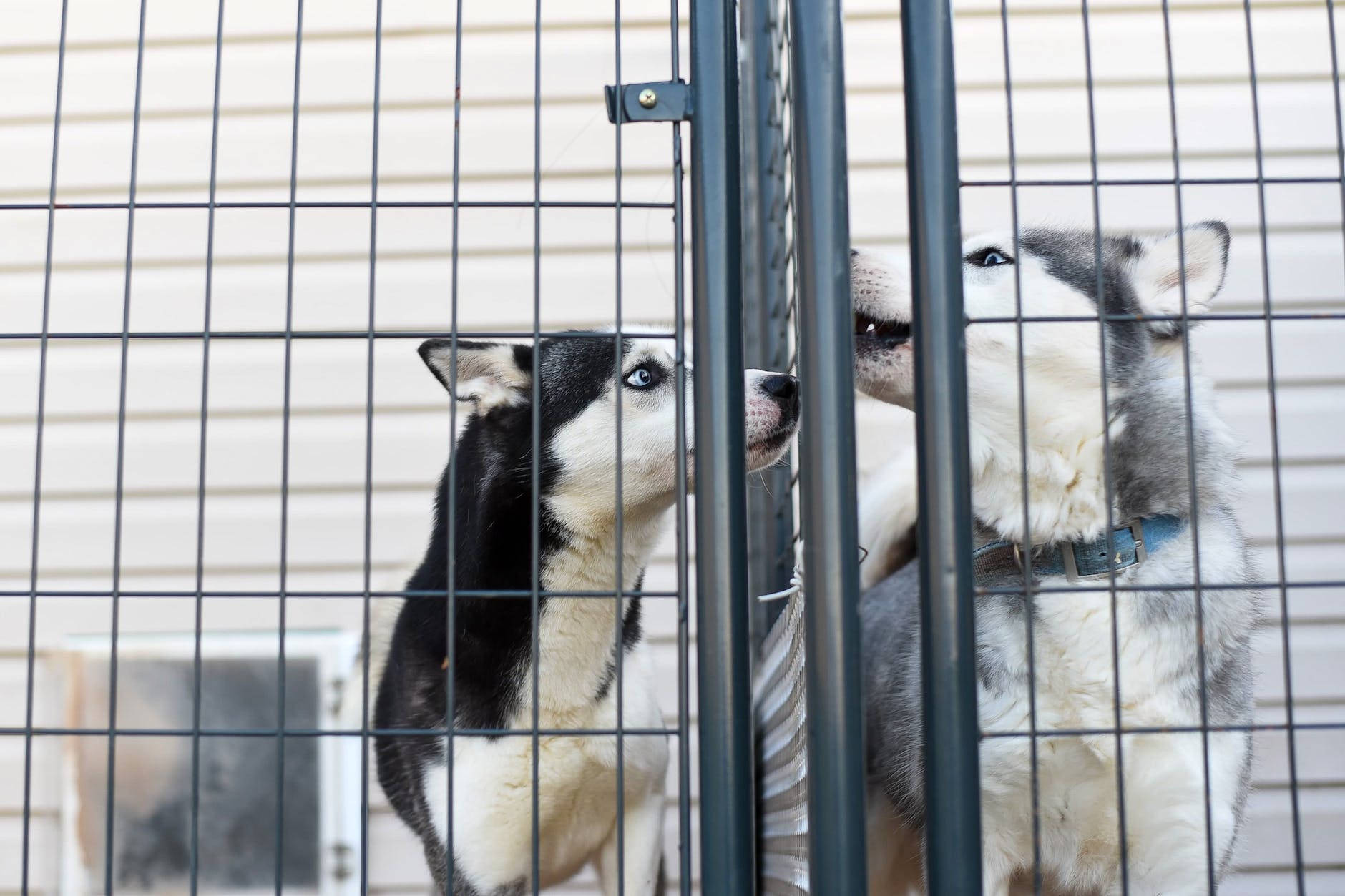 Por qué necesitas un perro de refugio en tu vida - purebred dogs in cage in veterinary clinic