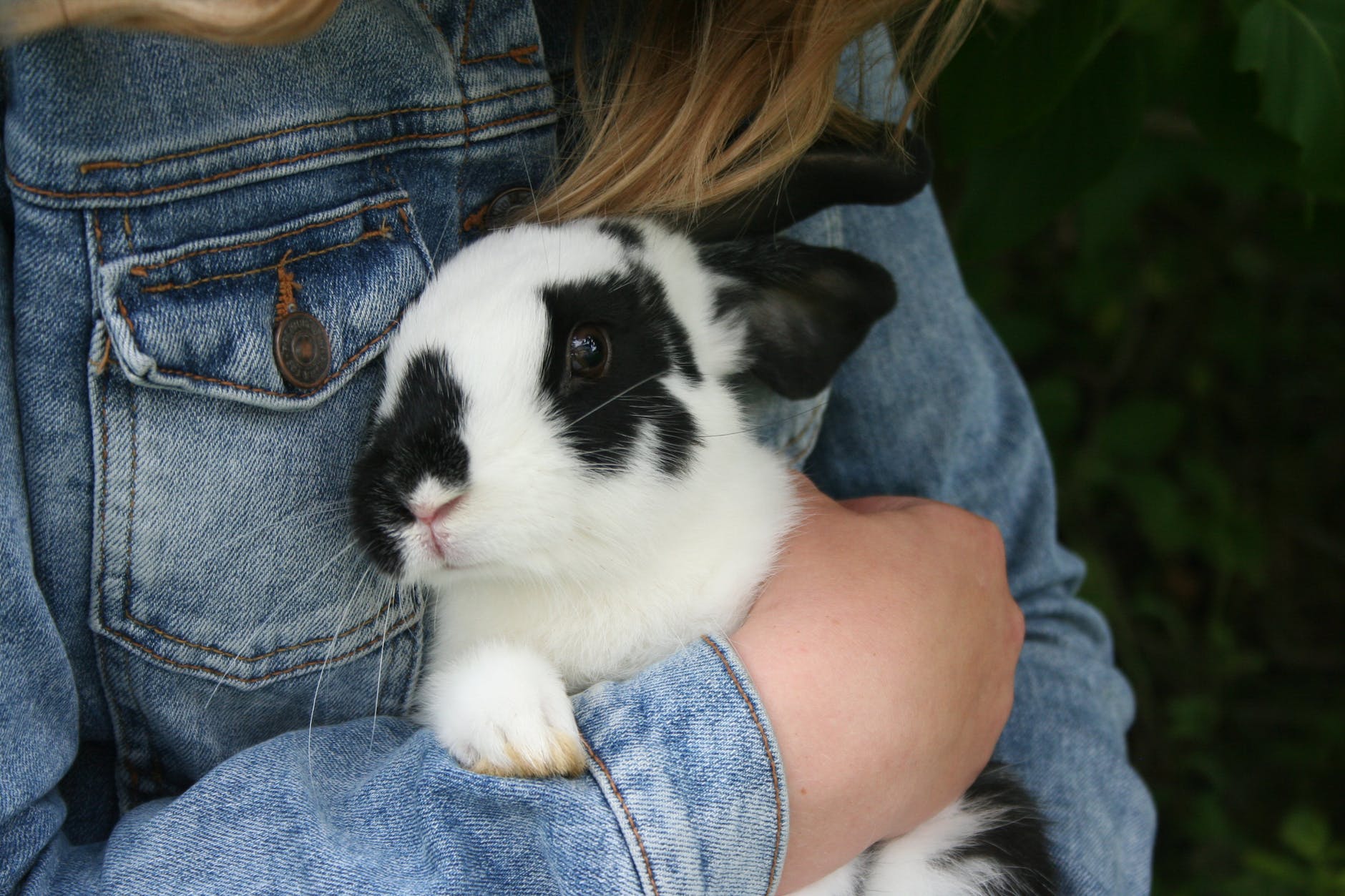 Cómo cuidar a un conejo mascota: Guía definitiva - a person hugging a rabbit