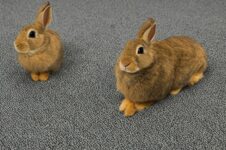 Cómo hacer que tu conejo deje de cavar en la alfombra