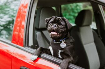 black pug puppy on car seat