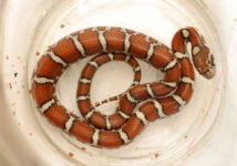 Serpiente lechera