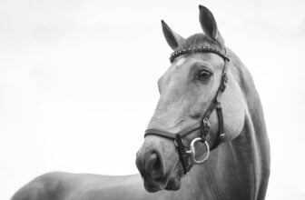 gray scale photo of horse
