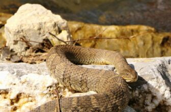 a large brown snake sitting on top of a rock