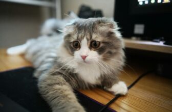 gray and white cat