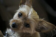 Chorkie