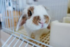 Cómo limpiar una jaula de conejos