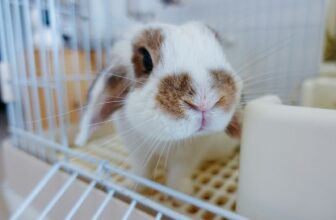 Cómo limpiar una jaula de conejos