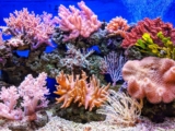 Los mejores mini acuarios marinos de arrecife del 2024 (análisis)