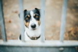 Ansiedad por separación en perros: causas y tratamiento