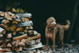 ¿Por qué los perros mastican madera?