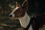 Basenji: Datos de la raza y temperamento