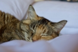 10 sonidos del gato y su significado