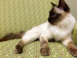Gato balinés: información, características y datos de la raza